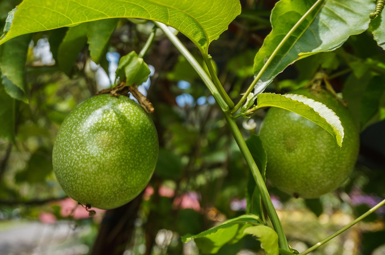 passion-fruit-5710220_1280