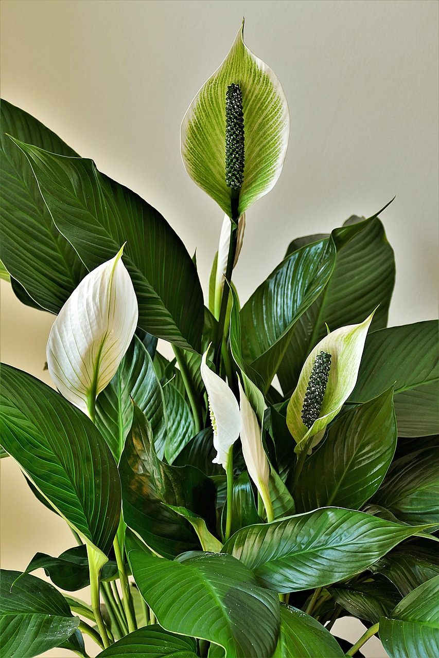 peace-lilies-4269365_1280