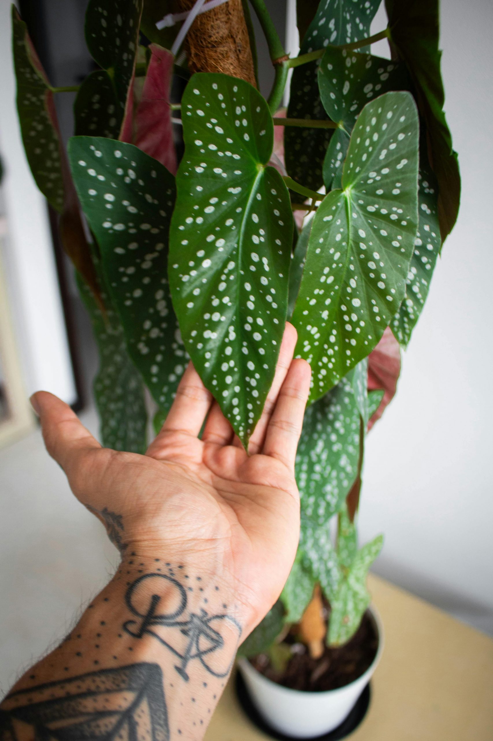 pexels-jardindeneko-33614723