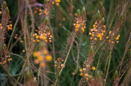 pexels-magda-ehlers-pexels-5766940 (1)