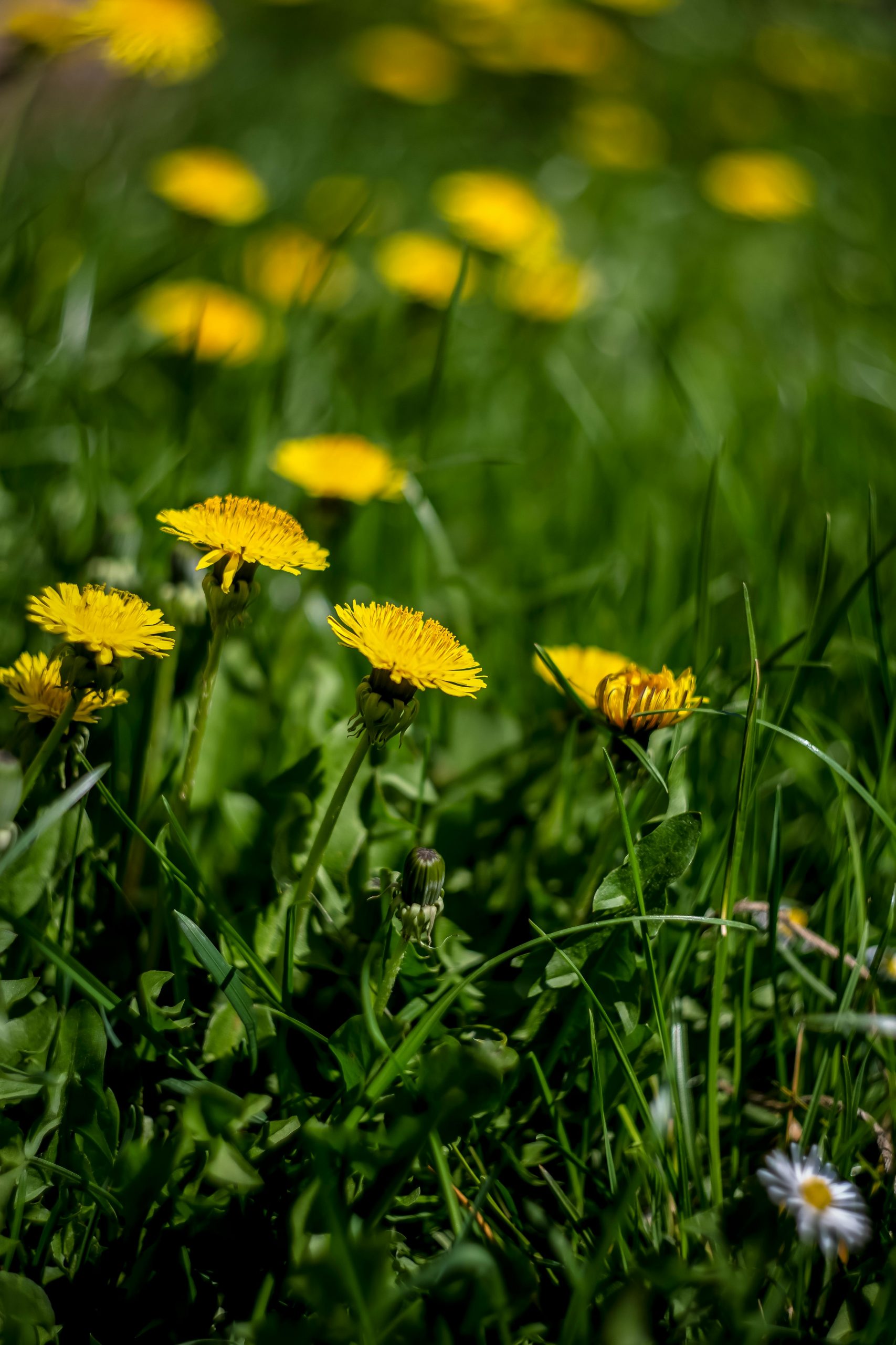 pexels-markusspiske-1036576