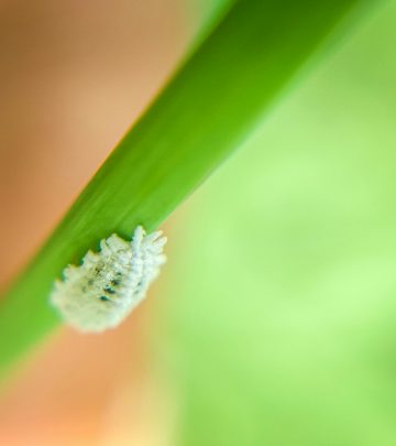 pexels-ravikant-5136274