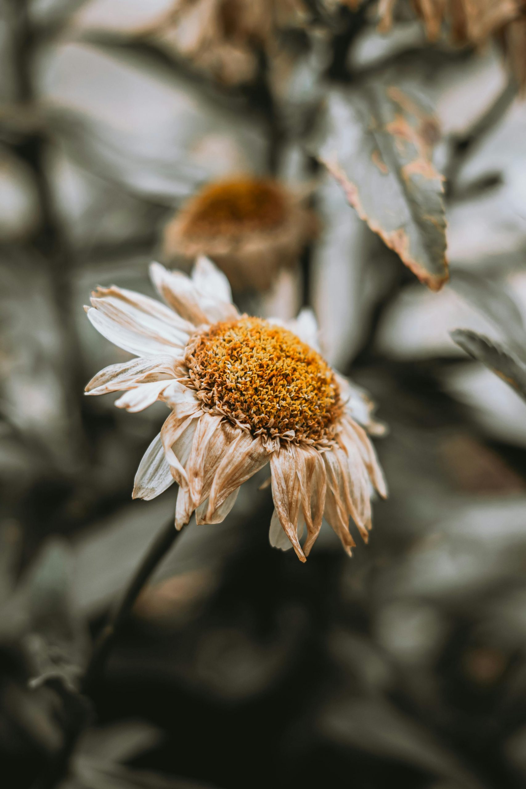 pexels-wojtekpaczes-17765940