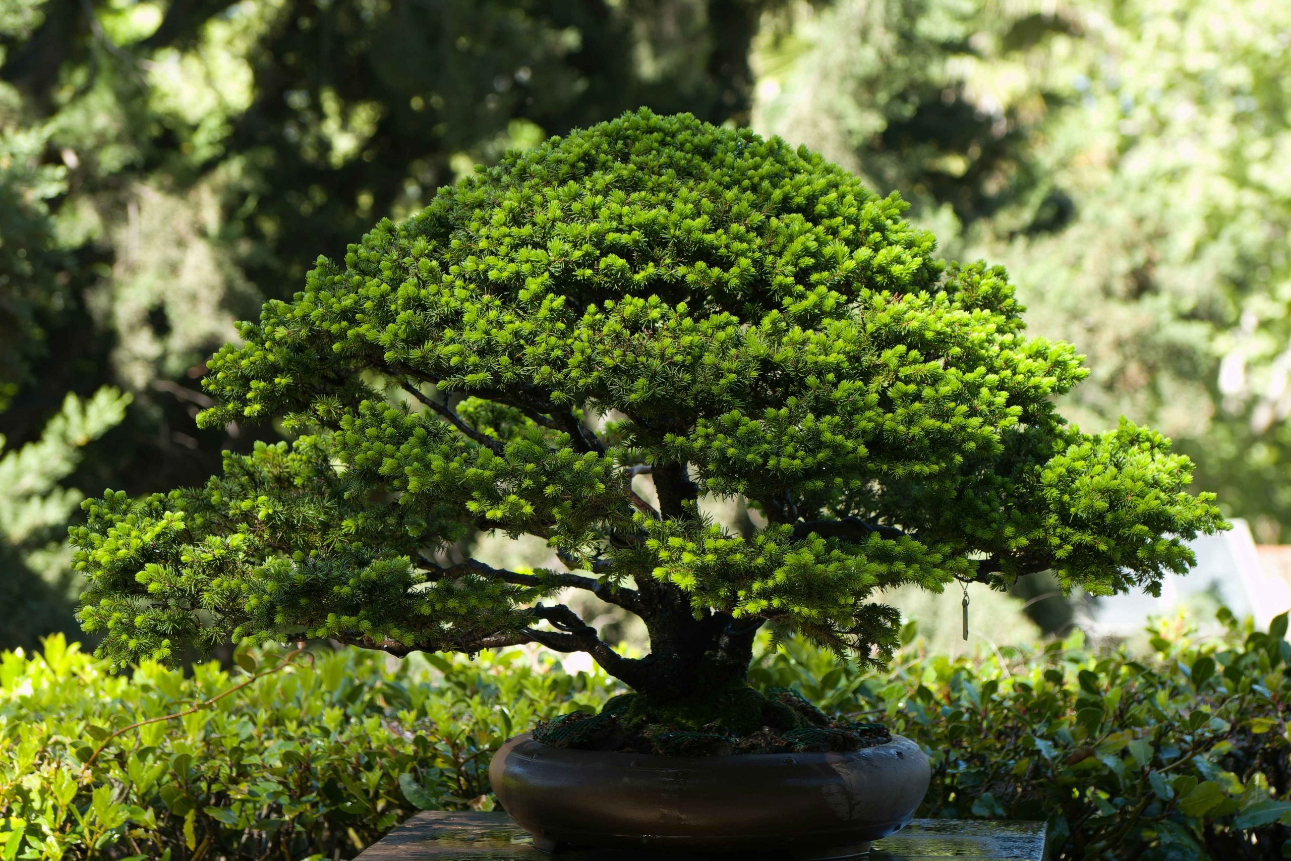 P.Fubuki pup（shizen plants） Discover the best Japanese houseplants for a serene zen interior
