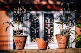 plant-2591576_1280
