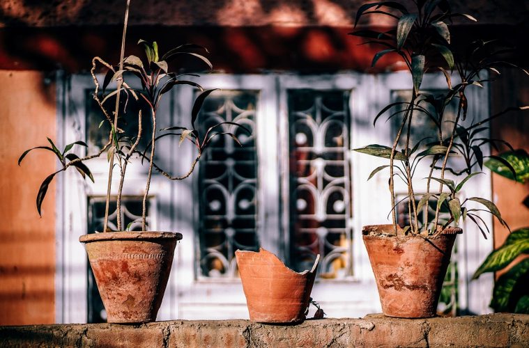 plant-2591576_1280