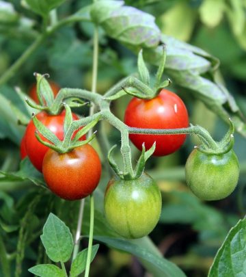 tomatoes-2669861_1280