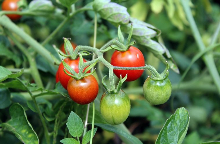 tomatoes-2669861_1280