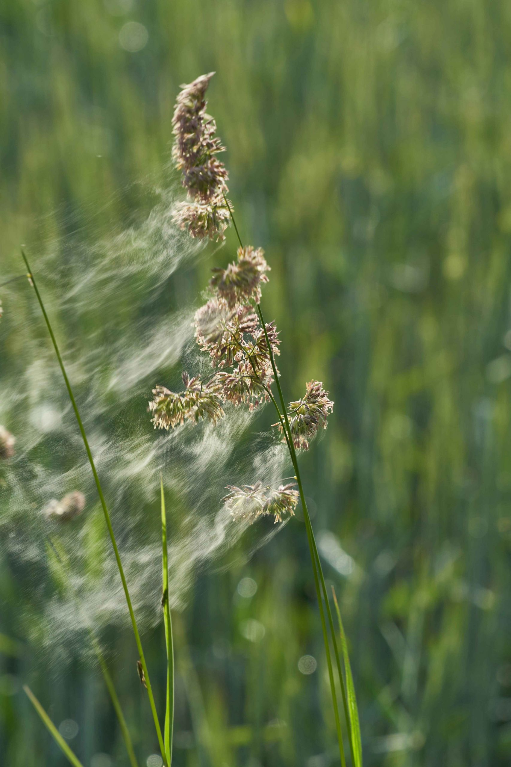 wolfgang-hasselmann-RJBjgKoqiJI-unsplash copy