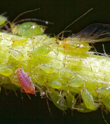 aphid-5154237_1280