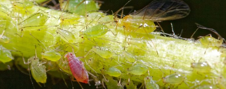aphid-5154237_1280
