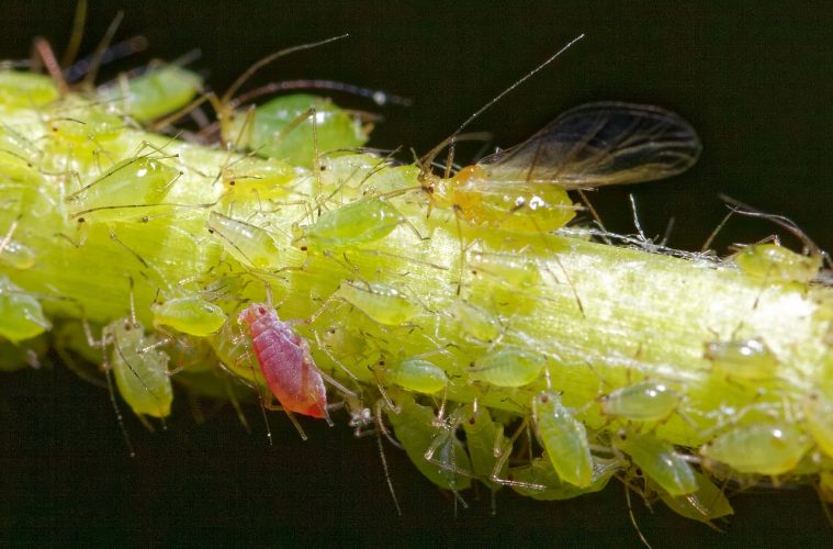 aphid-5154237_1280