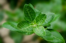 bankim-desai-8N1eixz3M7c-unsplash