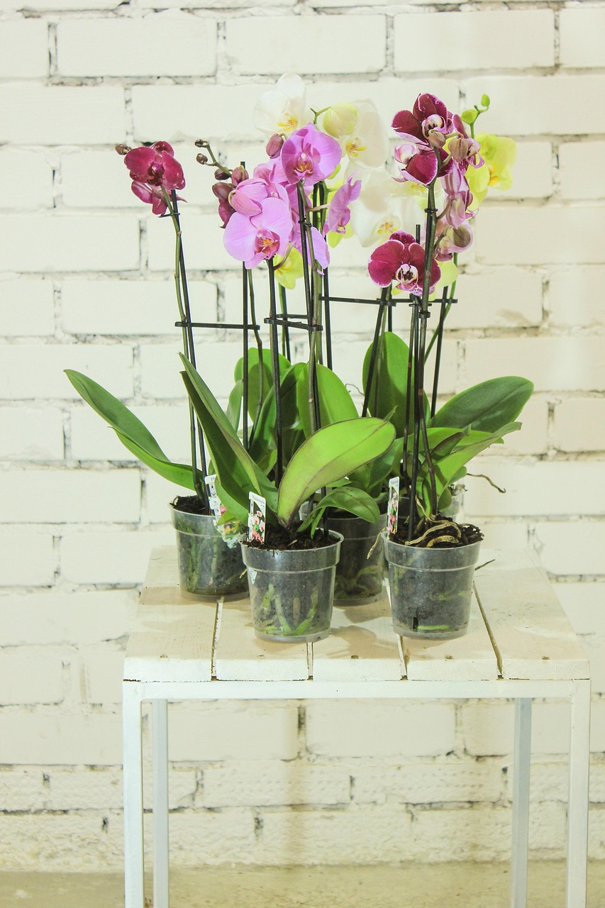 flowers-2597372_1280