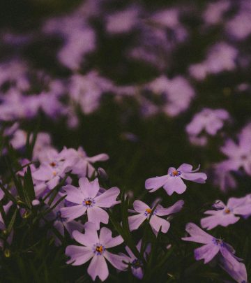 pexels-anastasia-sineokaya-168784819-16533895