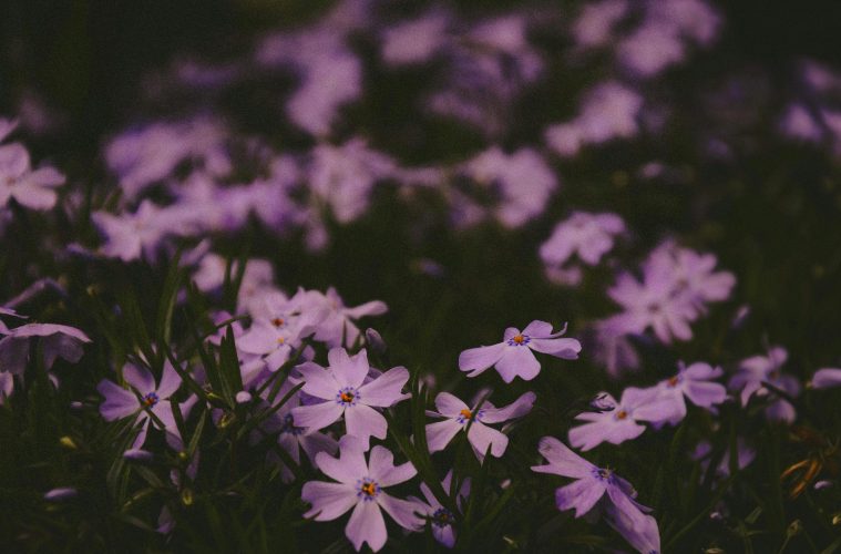 pexels-anastasia-sineokaya-168784819-16533895