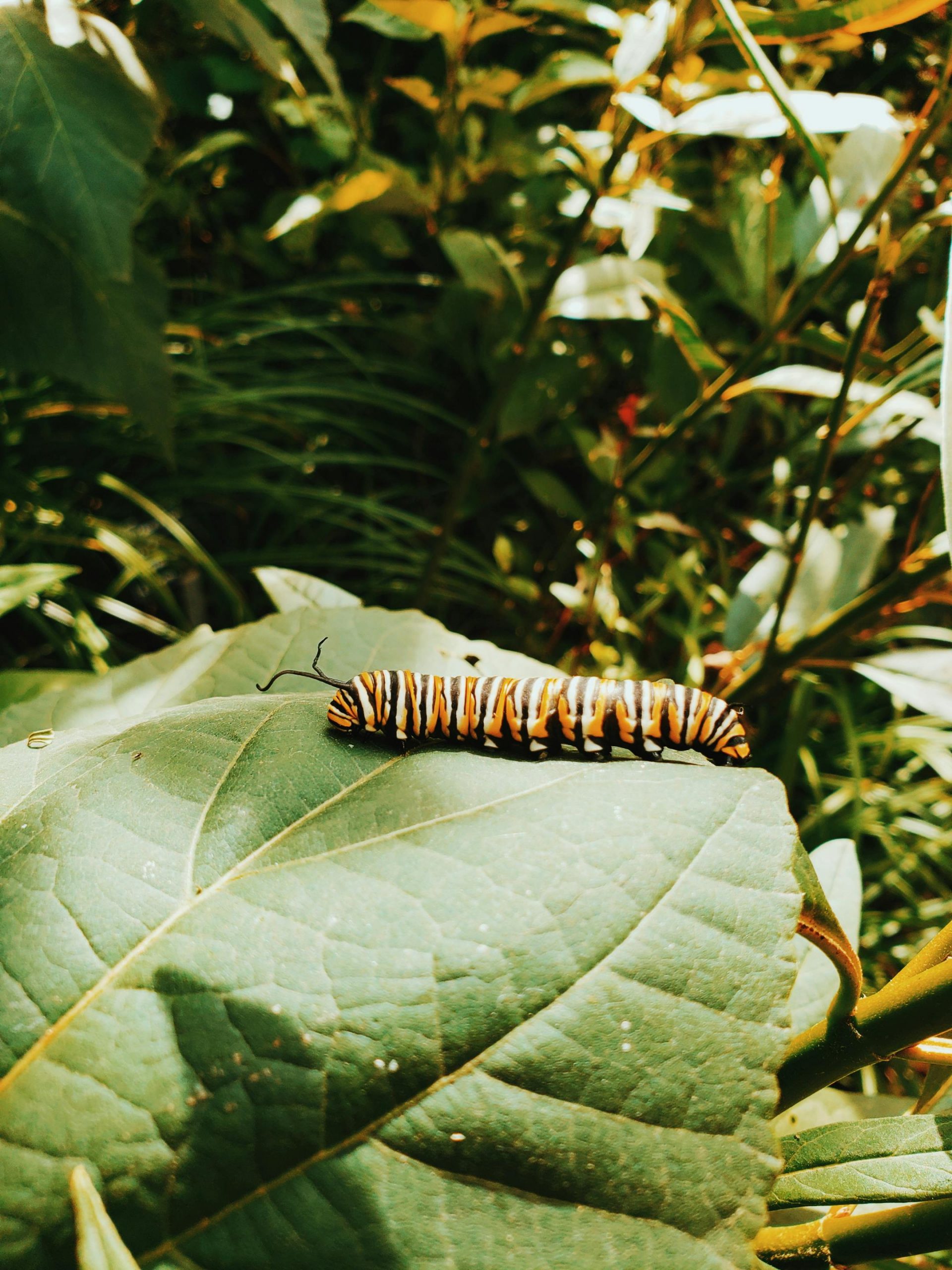 pexels-emhopper-1546602