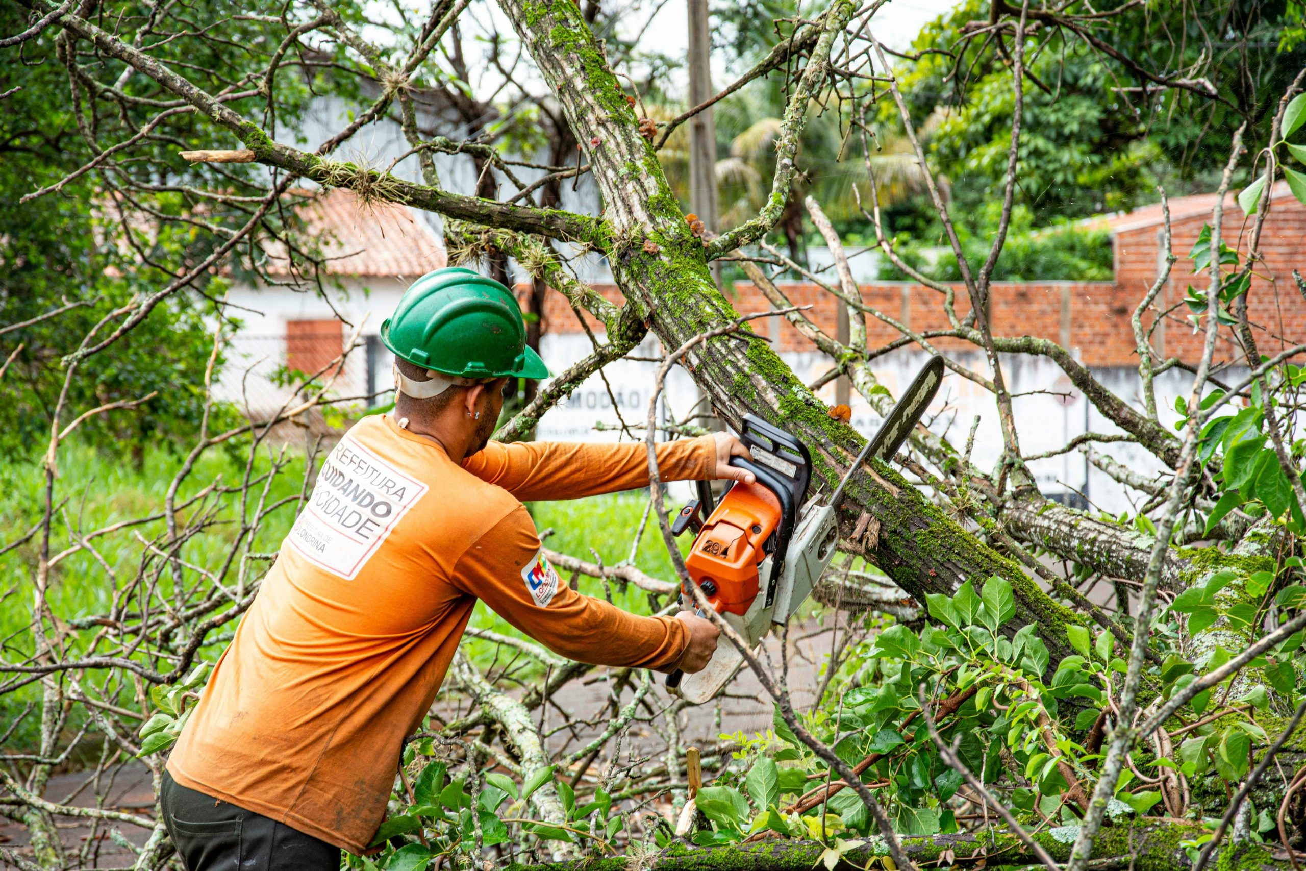 Signs your garden tree may be unsafe: Protect your property today | SA ...
