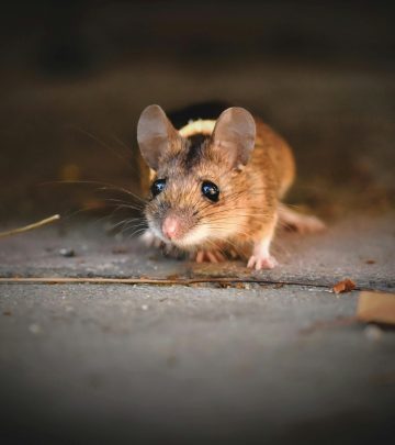 pexels-ralph-407274-5009442