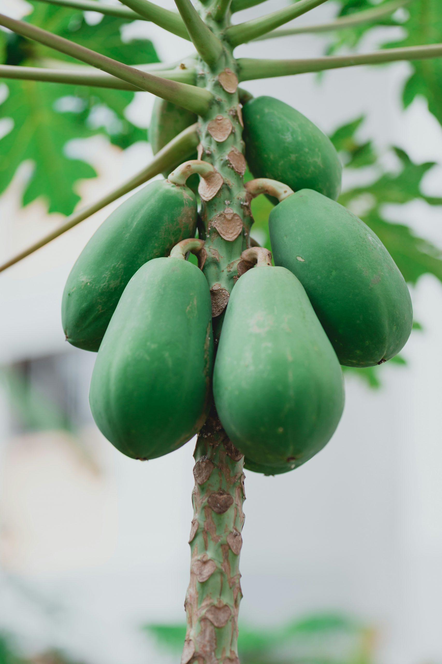 wengang-zhai-cdfZvU6pBfo-unsplash