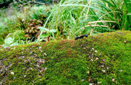 black-perl-fMtLTLs3_L0-unsplash copy