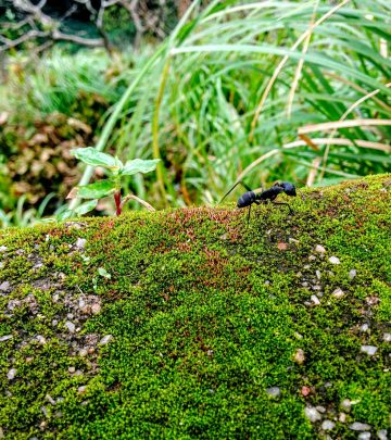 black-perl-fMtLTLs3_L0-unsplash copy