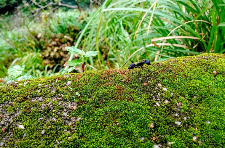 black-perl-fMtLTLs3_L0-unsplash copy