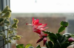 cameron-arksey-U88tT_IxVgA-unsplash copy