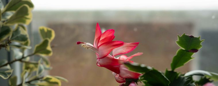 cameron-arksey-U88tT_IxVgA-unsplash copy