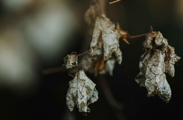 huzaifa-ginwala-KJnaVfdwzlA-unsplash copy