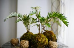 pexels-armandvalendez-5725638