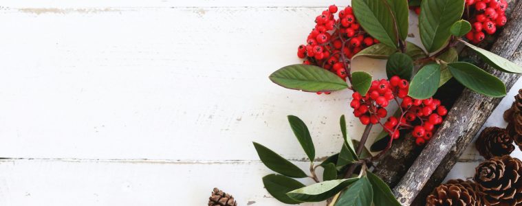 pexels-candis-hidalgo-23771-639112