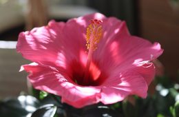 pexels-carel-voorhorst-854238-34849691