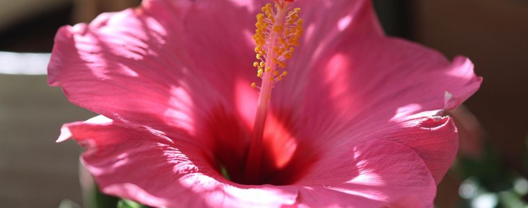 pexels-carel-voorhorst-854238-34849691