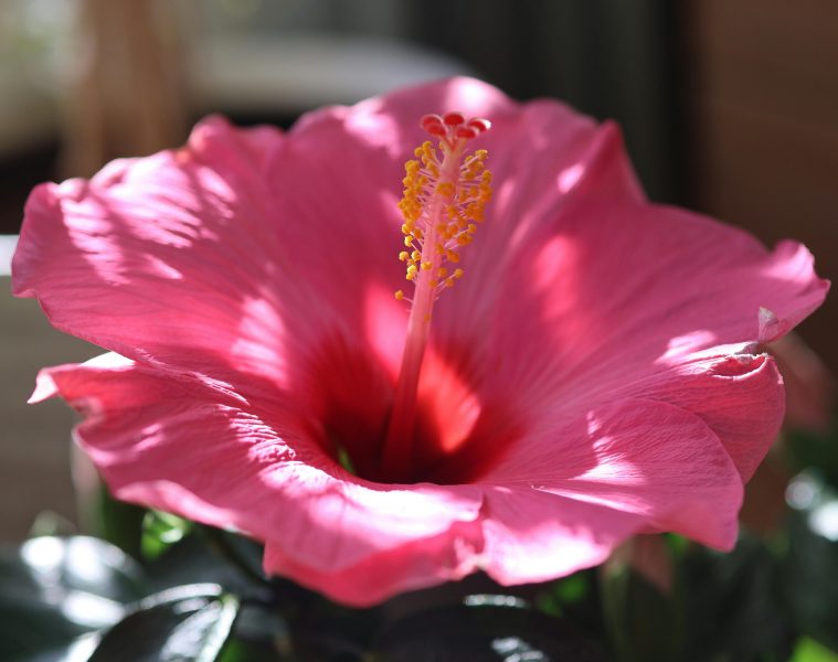 pexels-carel-voorhorst-854238-34849691