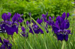 pexels-creative-vix-7285