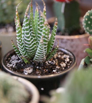 pexels-delaney-van-vranken-3119898-4977455