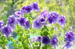 pexels-eleonora-sky-3280875-12292369