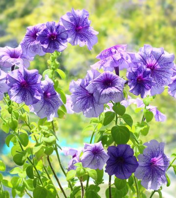 pexels-eleonora-sky-3280875-12292369