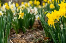 pexels-hilaryh-1031433