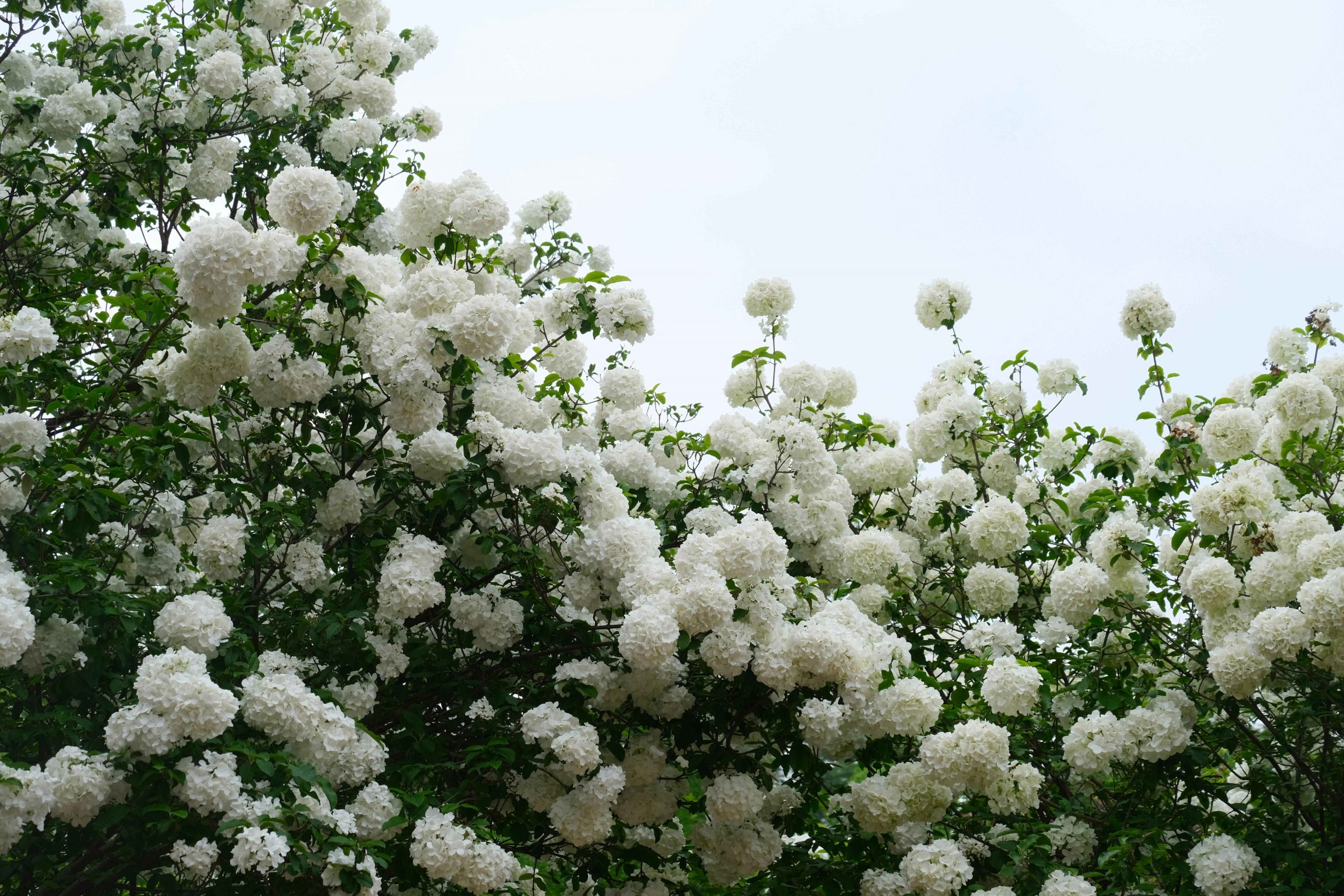 pexels-hingis-wu-1176829170-21752103 copy