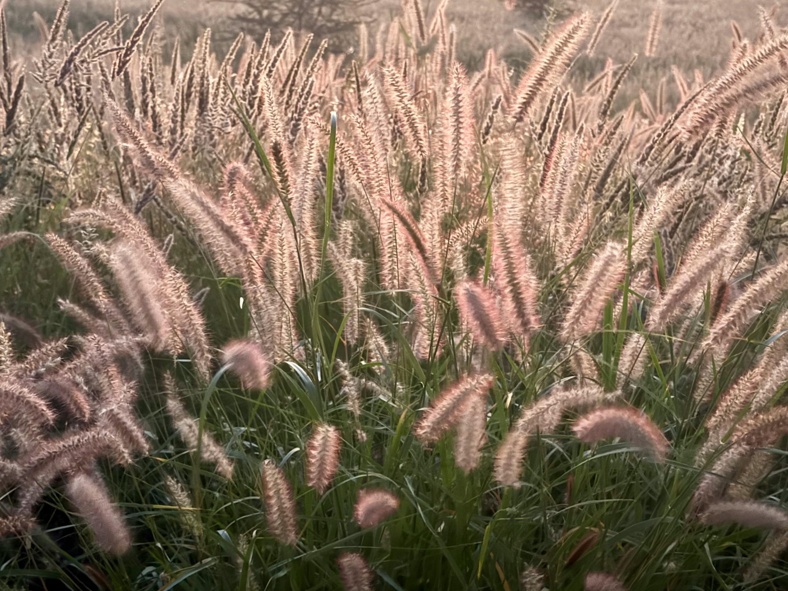 pexels-la-son-211137-31818145