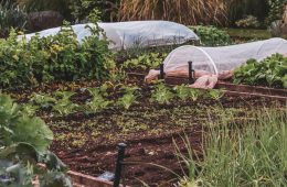 pexels-lebele-14007005 copy