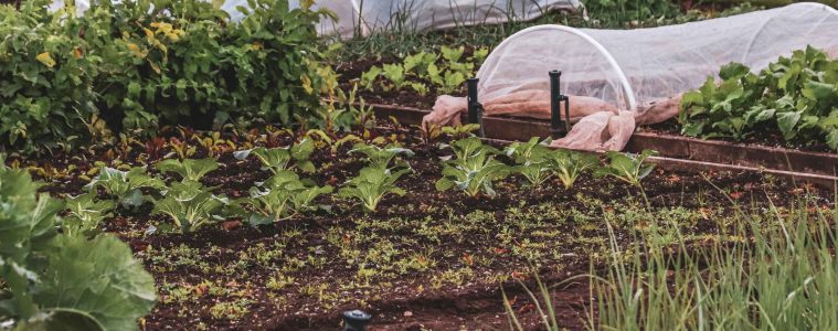 pexels-lebele-14007005 copy