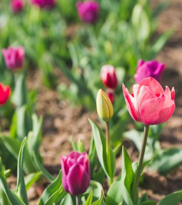 pexels-michael-morse-4125929