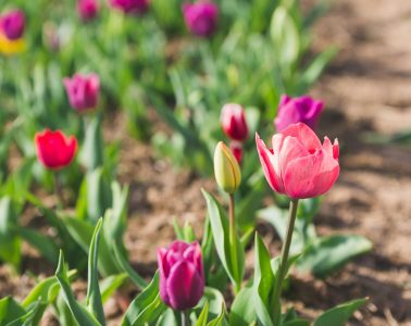 pexels-michael-morse-4125929