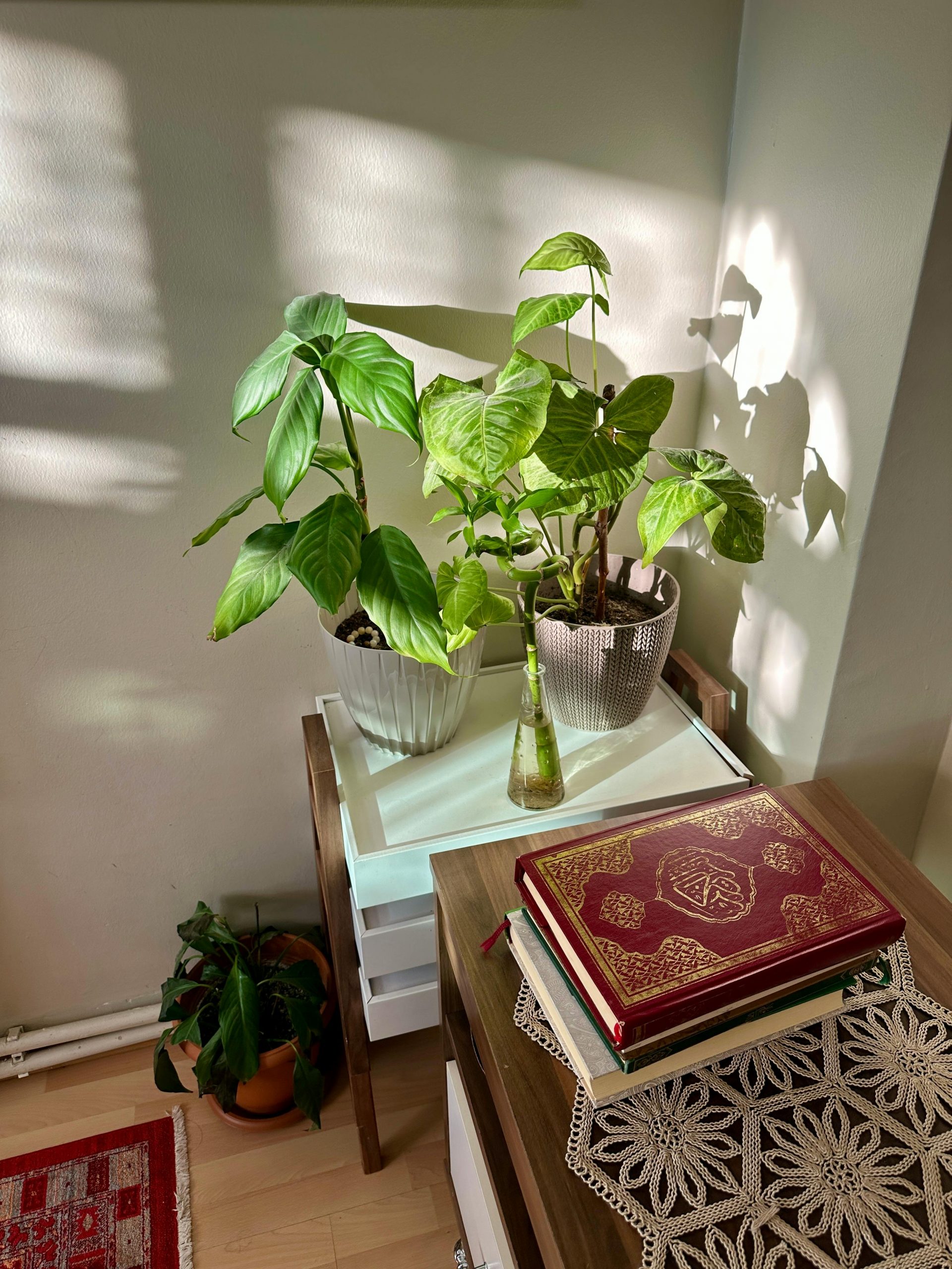 pexels-muhlis-baysal-99815948-34630373