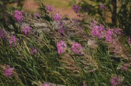 pexels-nastipa-9953544