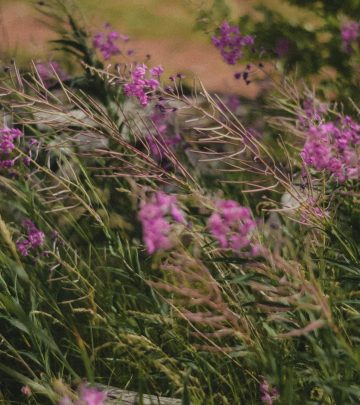 pexels-nastipa-9953544