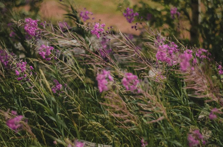 pexels-nastipa-9953544